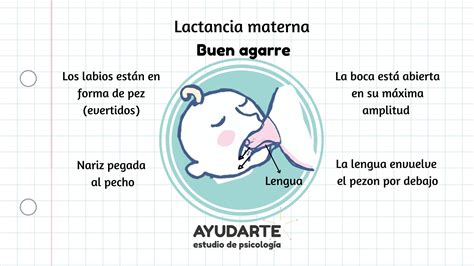 Diagrama de un agarre correcto del bebé al pezón materno.