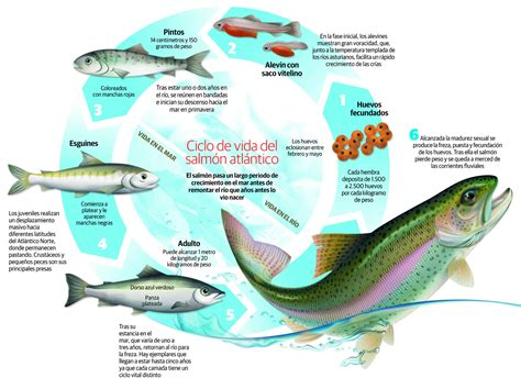 Esquema del ciclo de vida anádromo del salmón