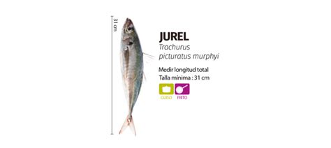 Ilustración detallada de la morfología del jurel, destacando la línea lateral y la cola.