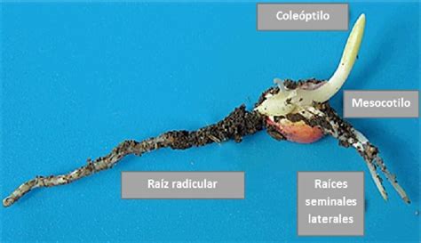 Plántula de maíz en pre-emergencia mostrando indicadores visuales de la germinación