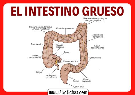 Esquema del sistema digestivo humano con énfasis en el intestino grueso y la acción bacteriana