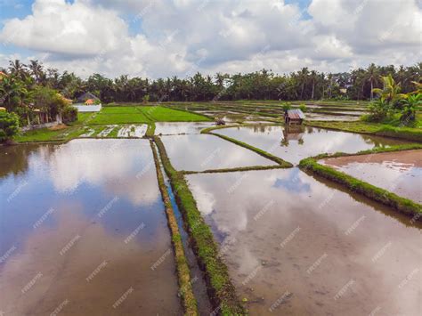Campos de arroz inundados con el cultivo en desarrollo