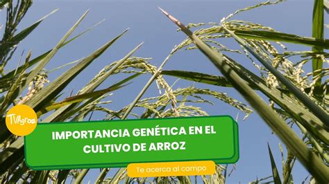 Ilustración de la diversidad genética del arroz