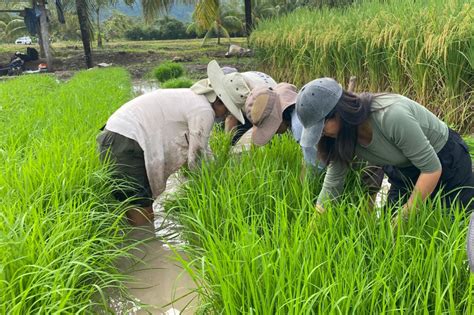 Científicos investigando la resistencia del arroz a enfermedades