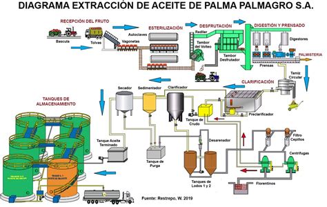 Esquema del origen del fruto de la palma africana y su proceso de extracción hasta convertirse en aceite vegetal