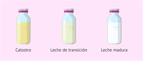 Esquema de las etapas de la lactancia: calostro, leche de transición y leche madura