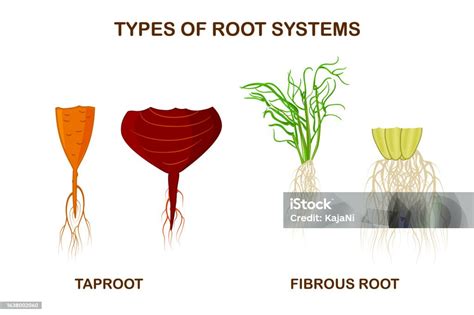 Diagrama de sistemas radiculares o tipos de plantas (raíz desnuda, en maceta)