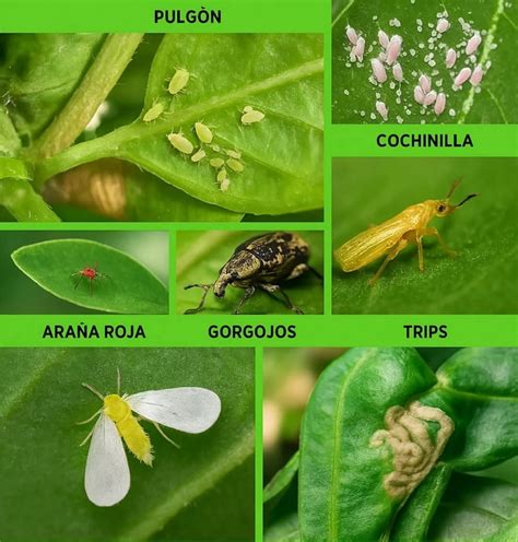 Fotografías de plagas comunes en frambuesas (araña roja, mosca del vinagre)