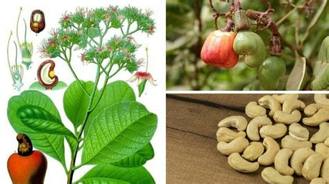 Ilustración de la planta Anacardium occidentale con su fruto y semilla