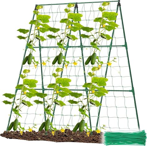Ilustración de plantas de lenteja con soporte (enrejado)