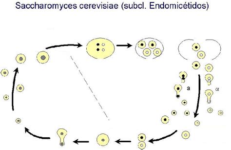 Infografía que muestra el ciclo de vida de la levadura Saccharomyces cerevisiae y su papel en la fermentación alcohólica.