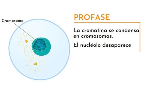 Esquema detallado de la profase en una célula vegetal, mostrando la condensación cromosómica y la disolución de la envoltura nuclear.