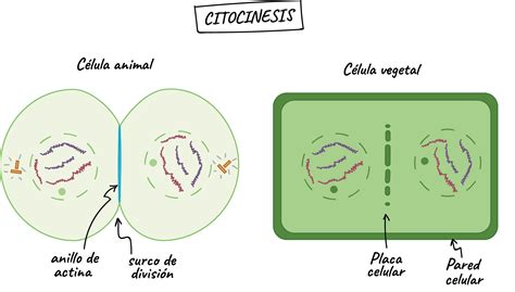 Diagrama de la telofase en una célula vegetal mostrando los núcleos en los polos y el inicio de la formación de la placa celular.