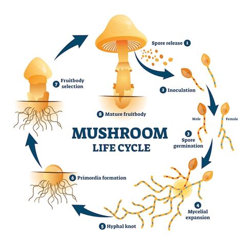 Esquema del ciclo de vida del hongo Phragmidium rubi-idaei en frambuesas