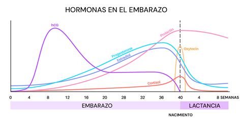 Esquema sobre los cambios hormonales durante el embarazo y su efecto en el gusto y olfato.