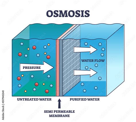 Esquema de las fuerzas moleculares de la ósmosis a través de una membrana semipermeable