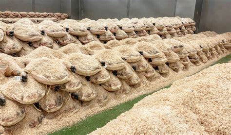 Imagen de un jamón en proceso de salazón, cubierto con sal gruesa