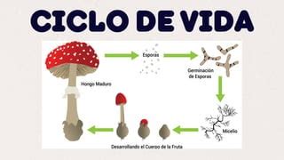 Esquema del ciclo de vida de un hongo fitopatógeno en frambuesa