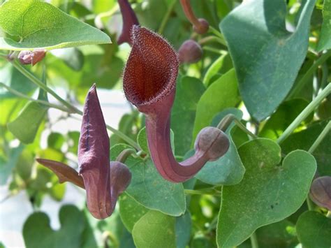 Imagen de la planta Aristolochia