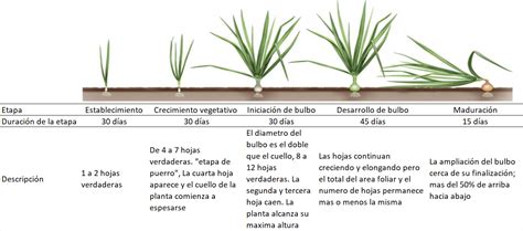 Esquema de las condiciones climáticas óptimas para el crecimiento de la cebolla