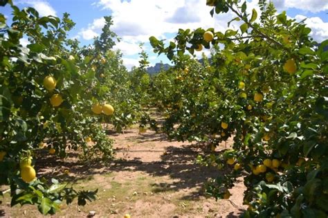 Campo de limones en Tucumán, Argentina