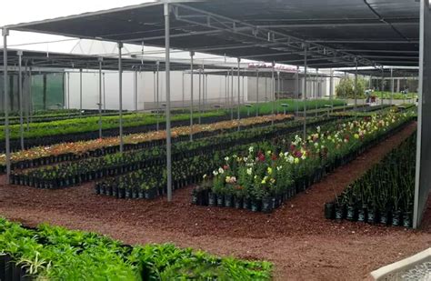 Foto de vivero de membrilleros o plantación en campo