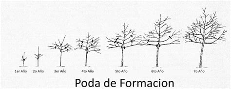 Diagrama de poda de formación y mantenimiento del membrillero