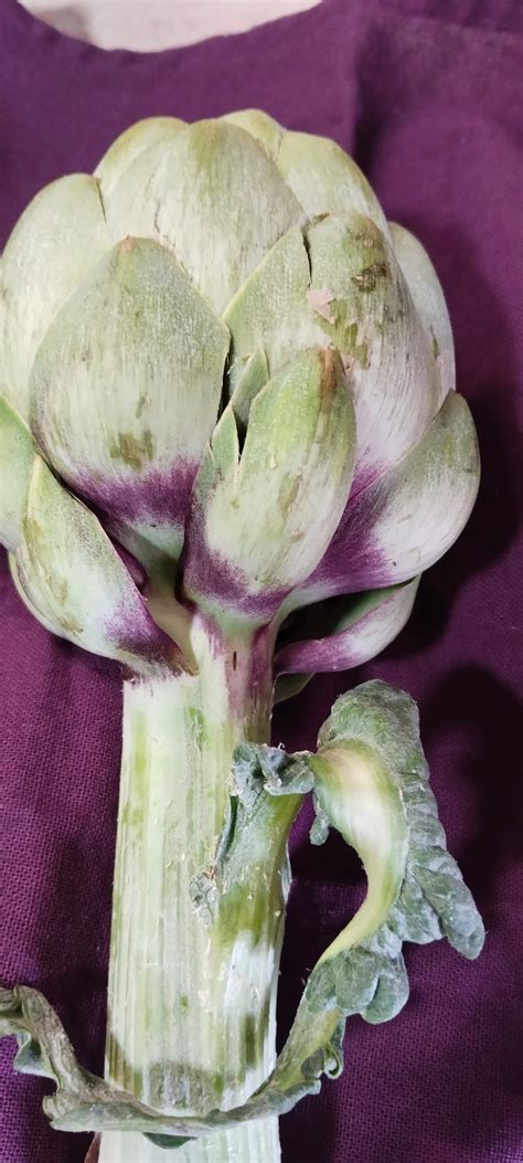 Representación de Zeus y Cynara transformándose en alcachofa