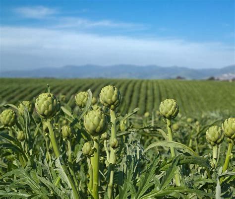 Campo de cultivo de alcachofas en el Mediterráneo