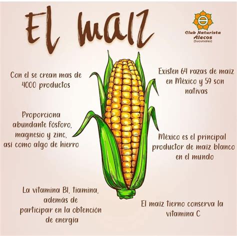 ilustración detallada de una mazorca de maíz con sus nutrientes principales