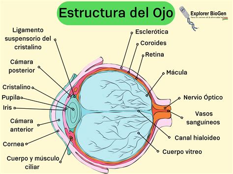 Esquema de las estructuras del ojo y párpado