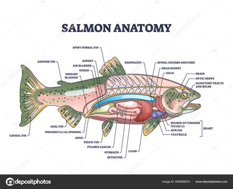 Diagrama de la anatomía vascular caudal de un salmón, indicando el sitio de punción para la toma de muestras de sangre.