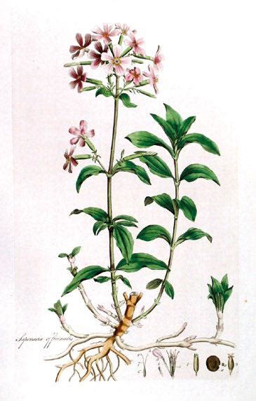 Esquema o ilustración de la planta de saponaria con sus raíces y hojas