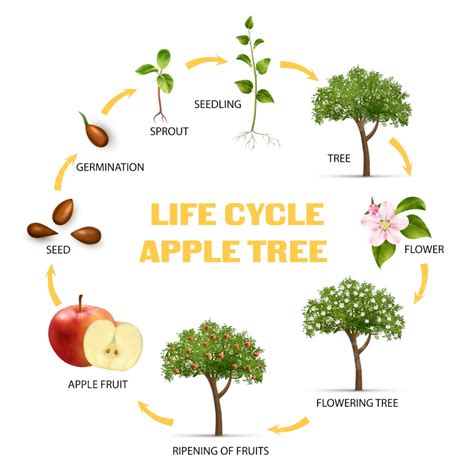 Esquema del ciclo de vida del manzano, desde la floración hasta la fructificación