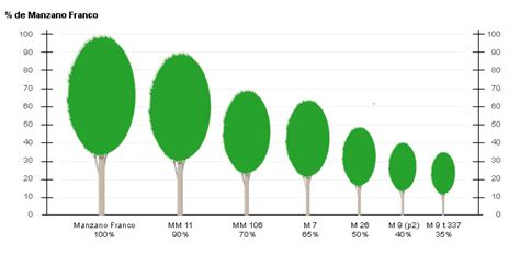 Comparativa de tamaños de manzanos según el tipo de portainjerto (enano, semienano, estándar)