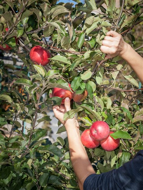 Manos cosechando manzanas maduras de un árbol