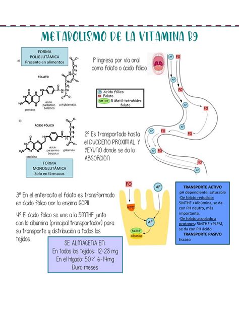 esquema del ciclo de la vitamina B en el metabolismo energético