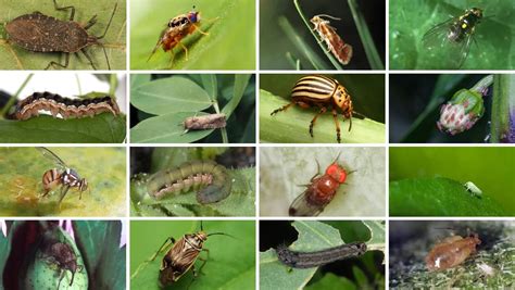 Insectos plaga comunes en el cultivo de algodón