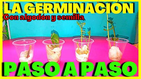 Esquema paso a paso para germinar arvejas en algodón