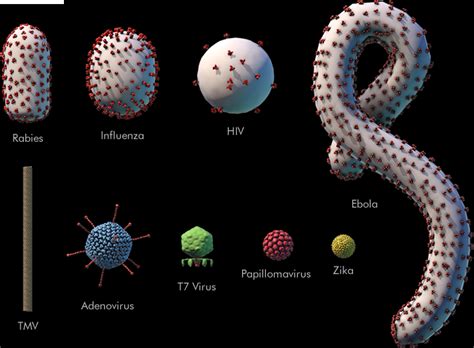 Comparativa de tamaño: virus del SIDA (izquierda) versus gluten (derecha).