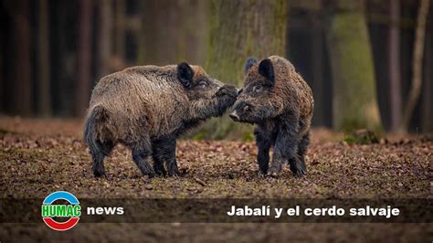 infografía comparativa entre jabalí y cerdo doméstico, mostrando diferencias físicas y de alimentación