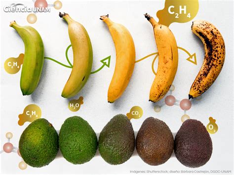 Infografía mostrando los cambios bioquímicos en una fruta durante la maduración (de verde a maduro)