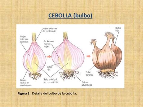 Esquema del bulbo de cebolla mostrando la ubicación de la catáfila para el estudio.