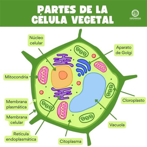 Diagrama de una célula vegetal en estado de turgencia.