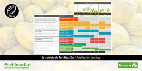 Infografía que muestra el calendario de fertilización para el cultivo de cebolla, detallando fechas y tipos de fertilizantes.