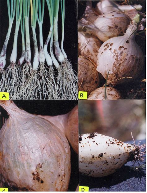 Ilustración comparativa de raíces de cebolla sanas y afectadas por la raíz rosada, mostrando los efectos del hongo.