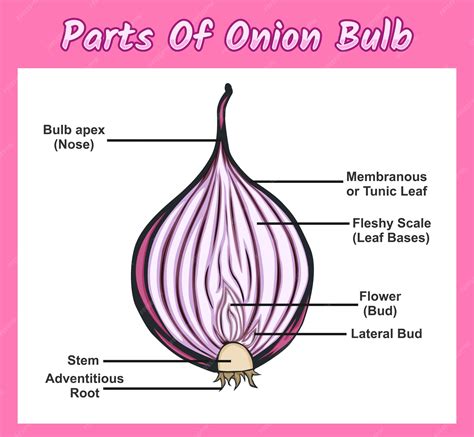 Diagrama anatómico de un bulbo de cebolla, mostrando las capas carnosas y las membranas protectoras.