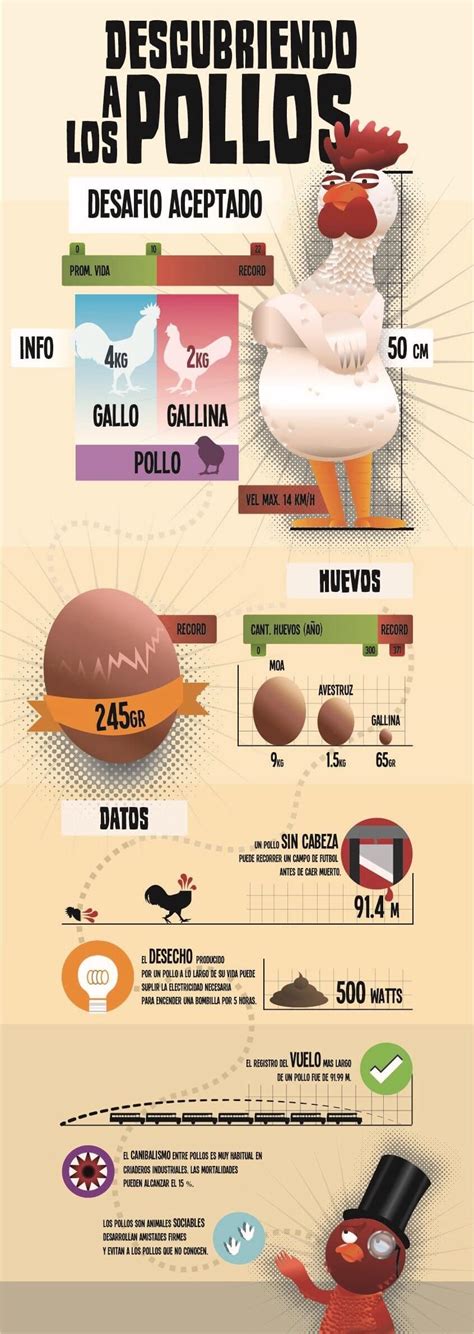 Ilustración de un pollo fresco con sus características visuales