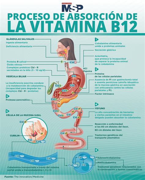 Gráfico del proceso de absorción de la vitamina B6