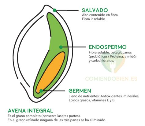 Esquema visual que muestra las partes del grano de avena, destacando el salvado como la capa externa